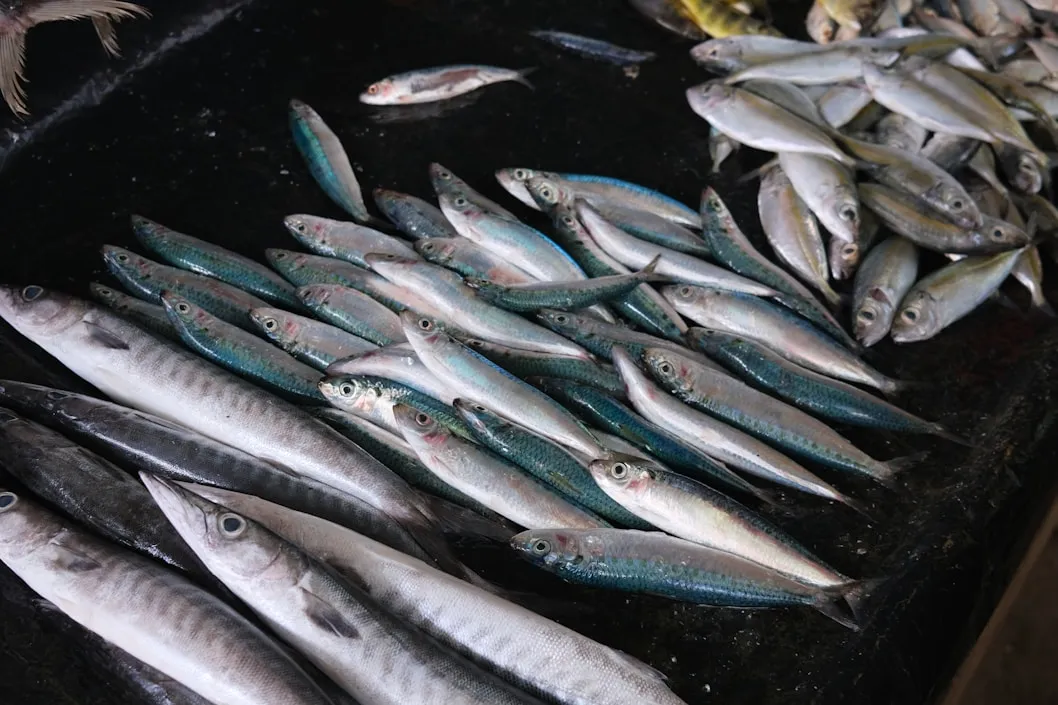 Freshly caught fish piled together