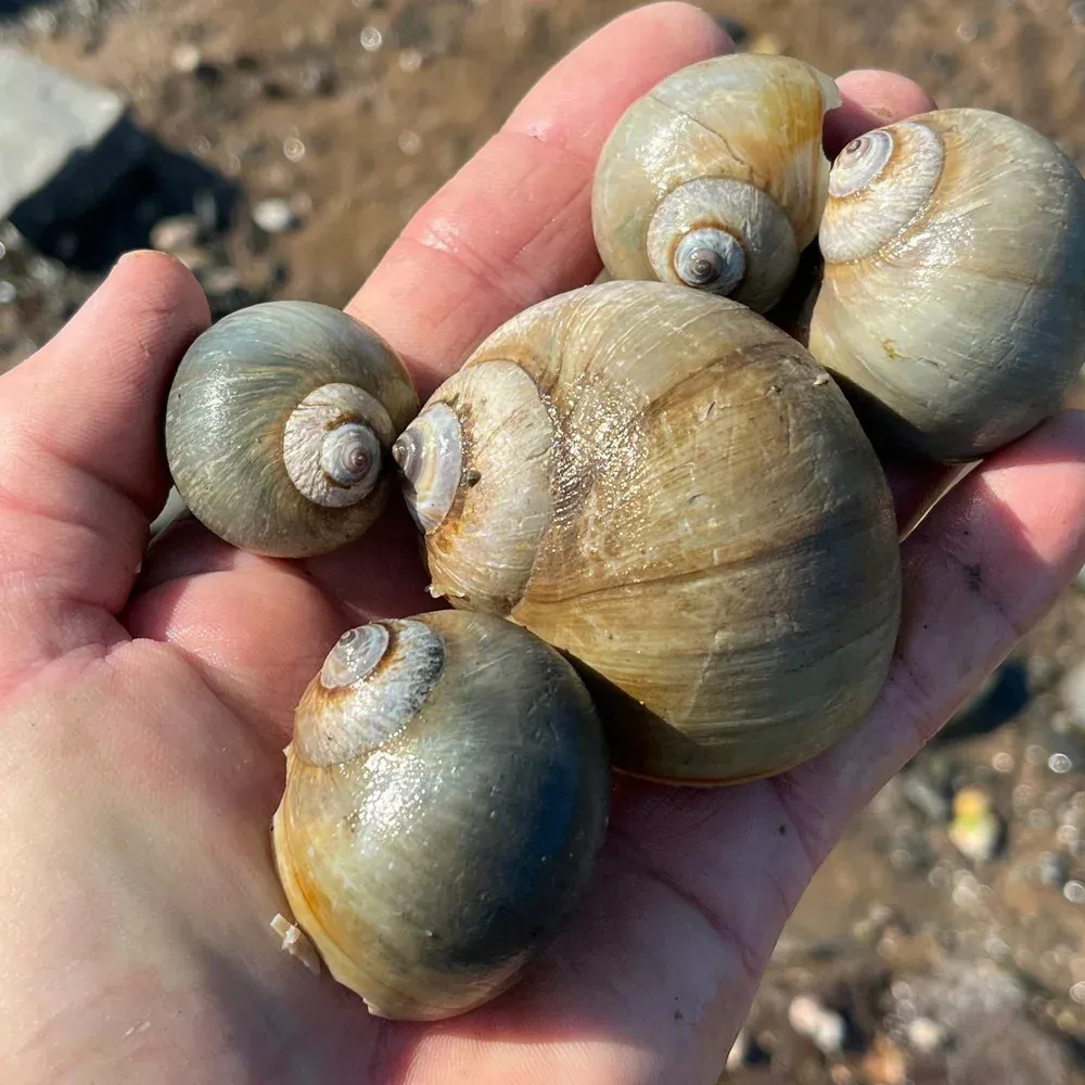 Ball Moon Sea Snail