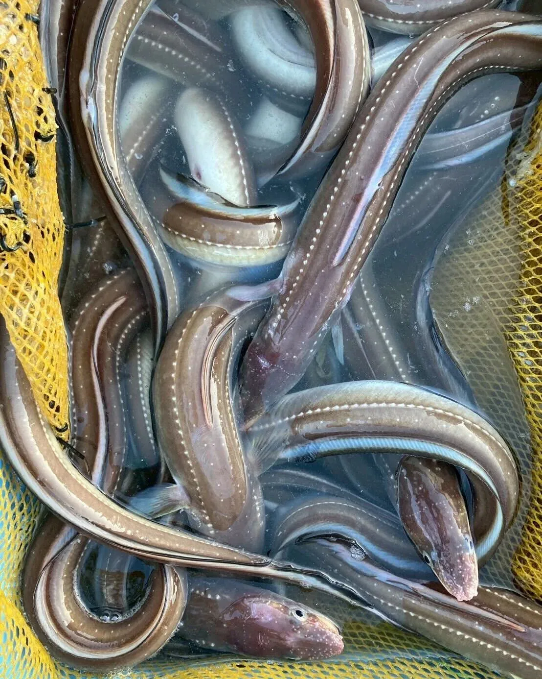 Conger Eel