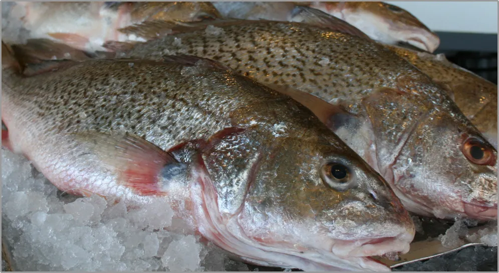 Croaker Fish