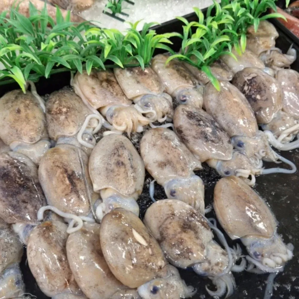 Cuttlefish