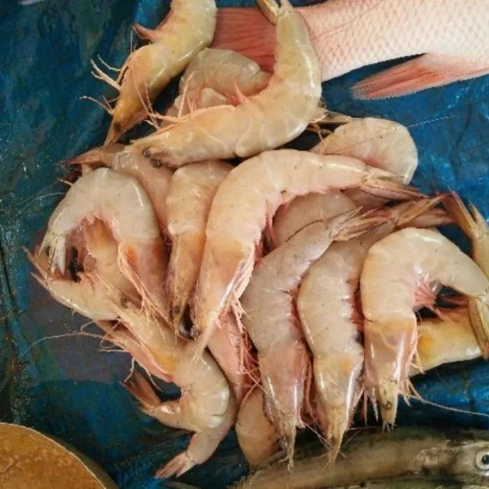 Kelong Shrimp