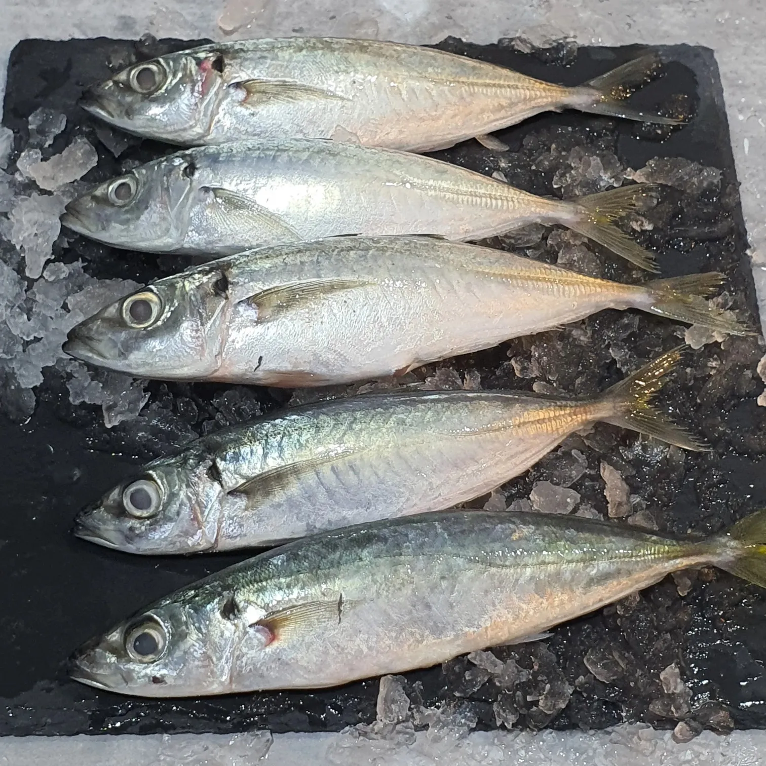 Mackerel Scad