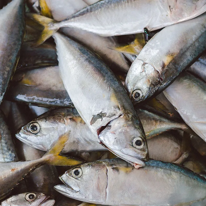 Mackerel