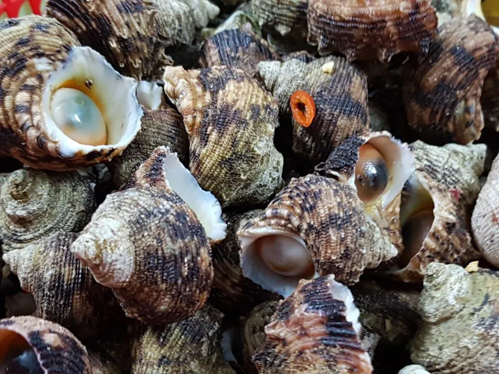 Moon Snail