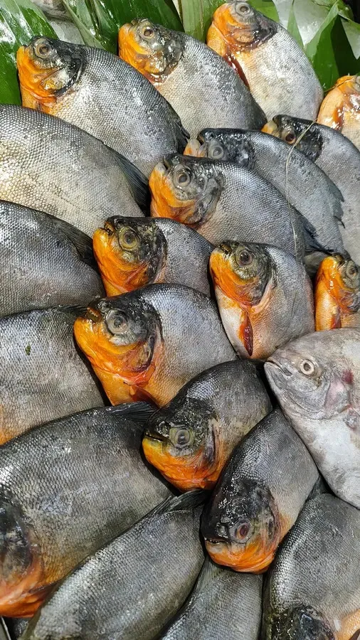 Pond Pomfret