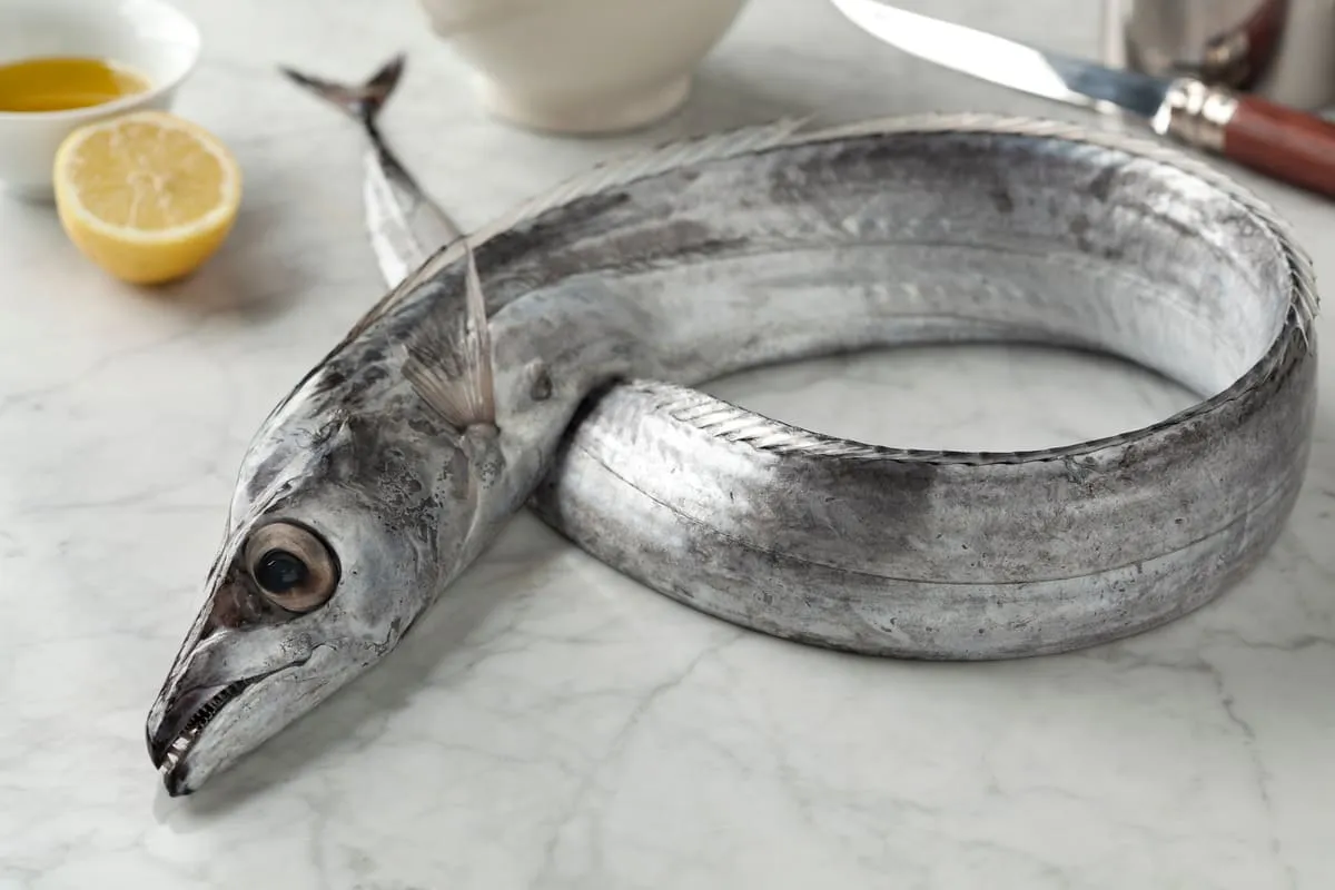 Ribbon Fish