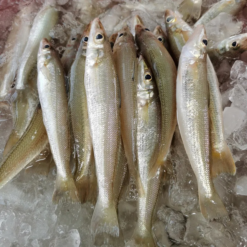 Silver Sillago