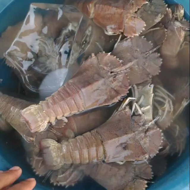 Slipper Lobster