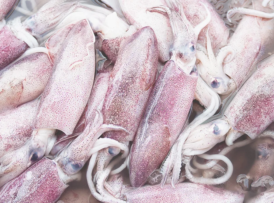 Squid, photo 2 of 2