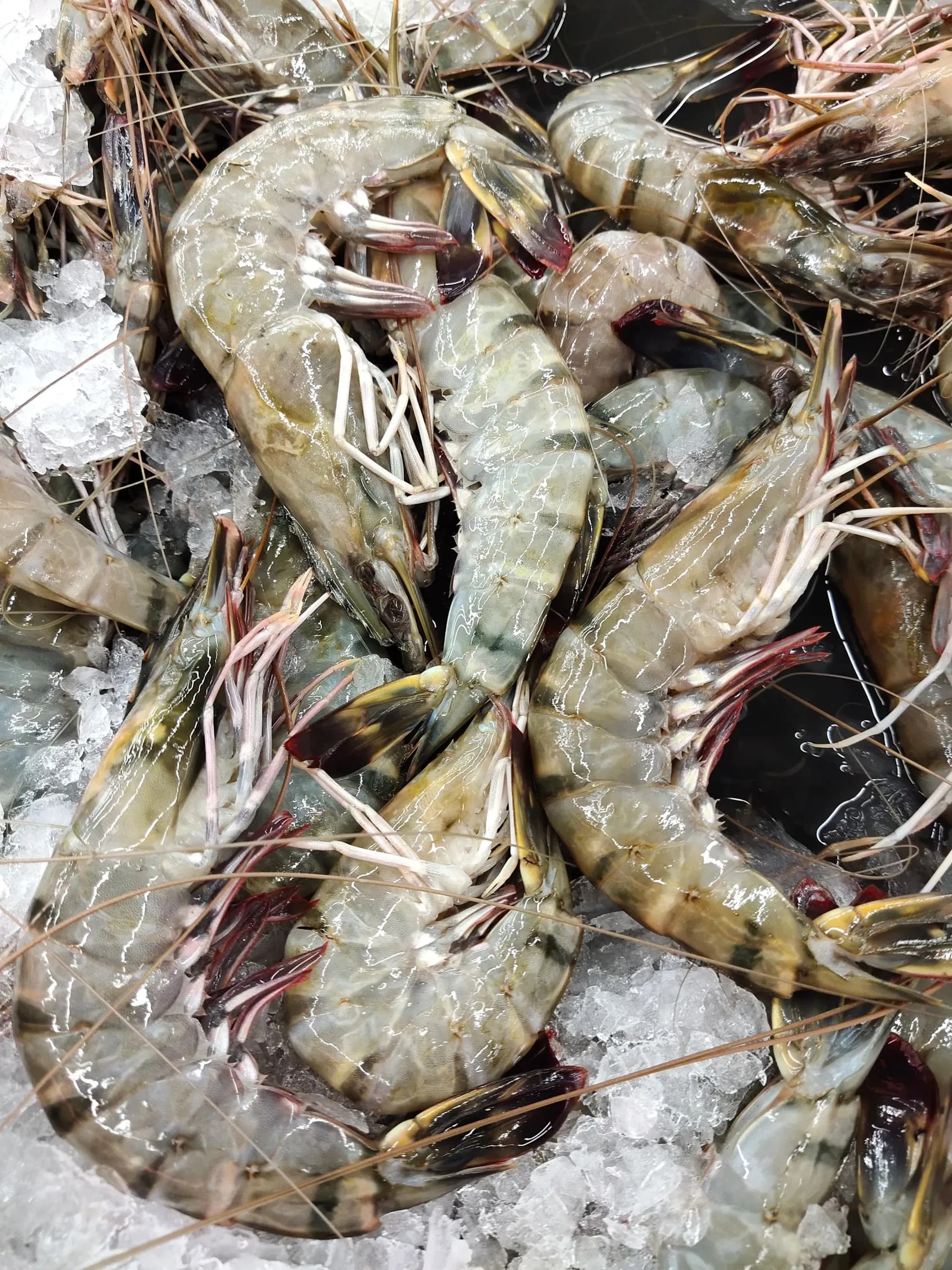 Tiger Prawn