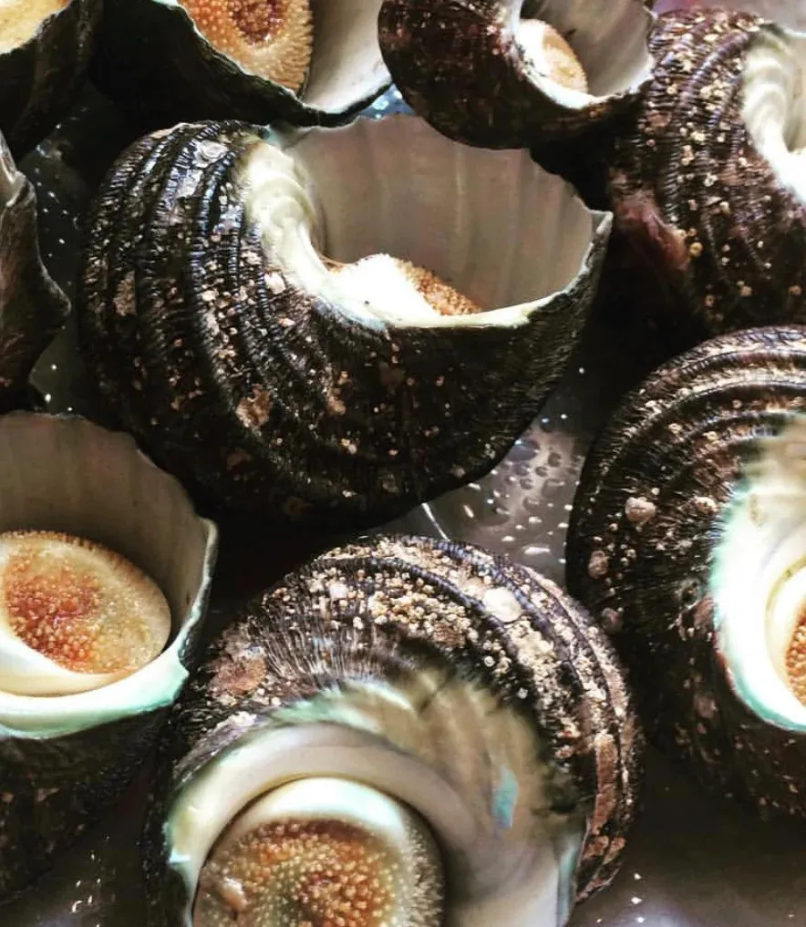 Top Shell Sea Snail