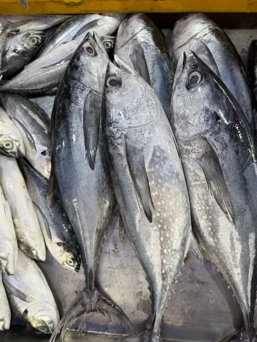 Tuna Fish