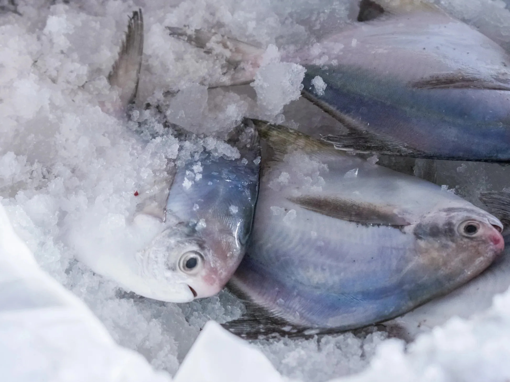 White Pomfret